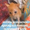 Котёночек проснулся