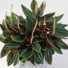 Peperomia