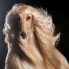 AfghanHoundbyShutterstock_picmonkeyed-1080x1080.jpg