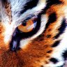 Желтый глаз тигры
