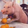 Свинка в апельсинках
