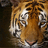 Тигр в полоску