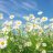 Chamomile_Meadow